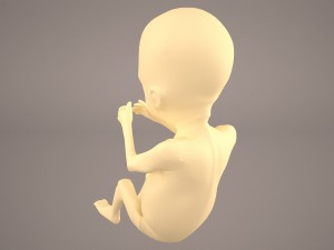 human fetus 3D 모델