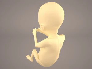 human fetus 3D Model
