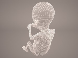 human fetus 3D 모델