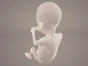human fetus 3D Model