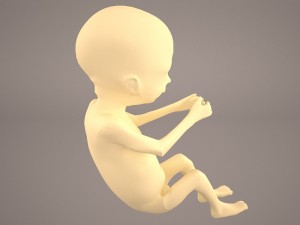 human fetus 3D 모델