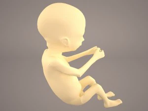 human fetus 3D Model