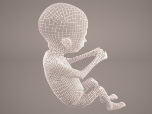 human fetus 3D 모델