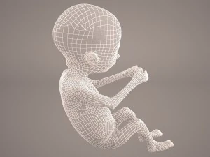human fetus 3D Model