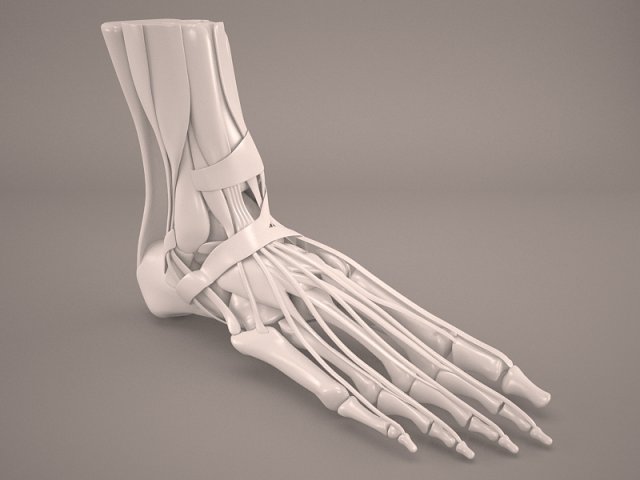 foot skeleton Modelo 3D .c4d .max .obj .3ds .fbx .stl .blend 