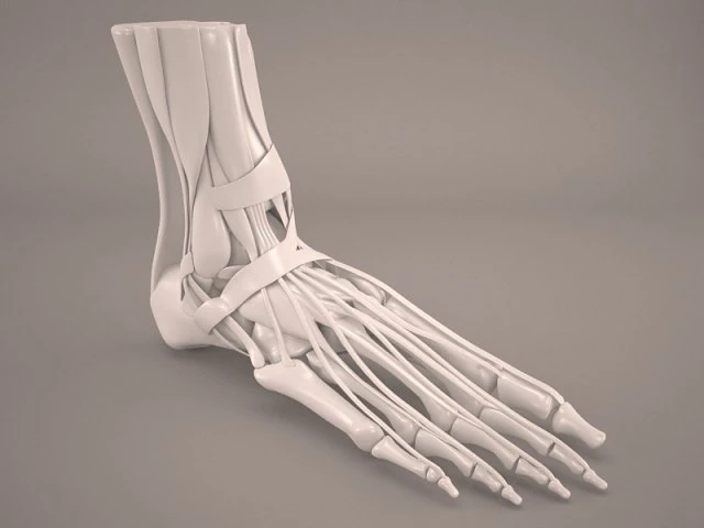 foot skeleton 3D Model .c4d .max .obj .3ds .fbx .stl .blend 