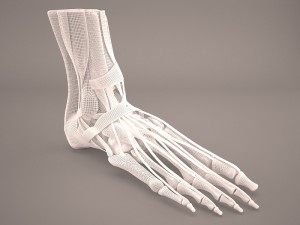 foot skeleton Modelo 3D
