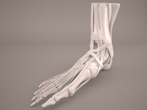 foot skeleton Modelo 3D