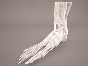foot skeleton Modelo 3D