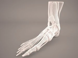 foot skeleton 3D Model