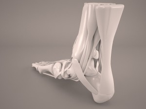 foot skeleton Modelo 3D