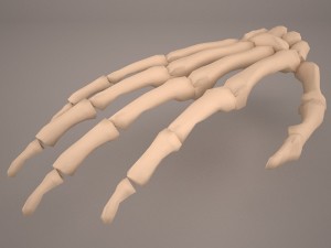 hand skeleton 3D Model