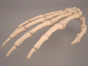 hand skelet 3D Model