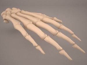 hand skeleton 3Dモデル