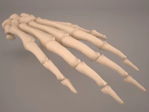 hand skeleton 3D Model