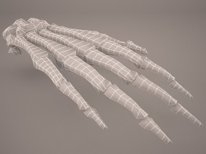 hand skeleton 3Dモデル