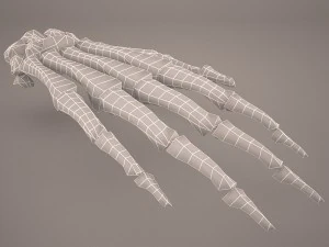hand skeleton 3D Model