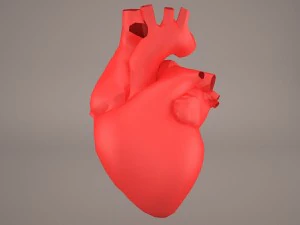 मानव हृद्य 3D मॉडल