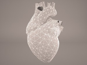human heart 3Dモデル