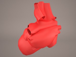 human heart 3Dモデル