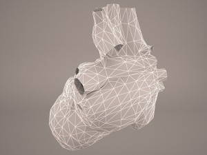 human heart 3Dモデル