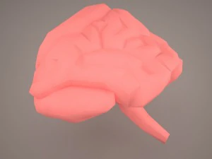 digestive system 3D Model