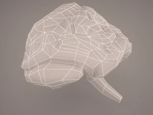 digestive system 3D Model