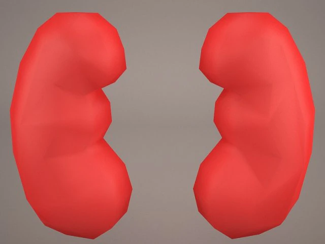kidney 3D Model .c4d .max .obj .3ds .fbx .stl .blend 