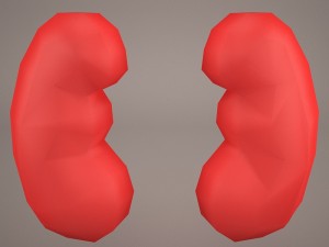 kidney 3D Model