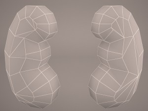 kidney 3D 模型