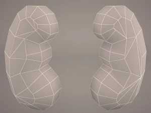 kidney 3D Model