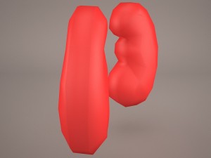 kidney 3D 模型