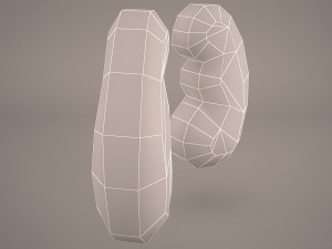 kidney 3D 模型