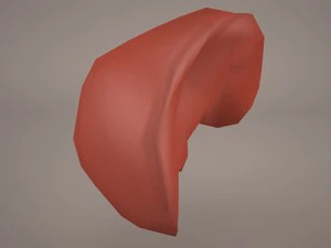 human liver 3D Model