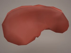 human liver 3D Model