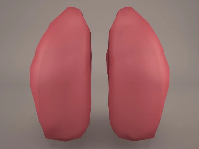 respiratory system 3D Model .c4d .max .obj .3ds .fbx .stl .blend 