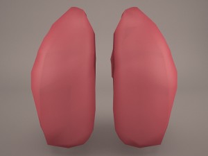 respiratory system 3D Model
