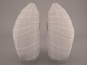 respiratory system 3D मॉडल