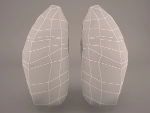 respiratory system 3D Model