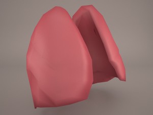 respiratory system 3D मॉडल