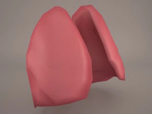 respiratory system 3D Model