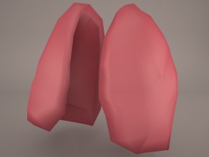 respiratory system 3D मॉडल