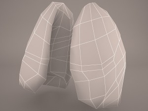 respiratory system 3D मॉडल