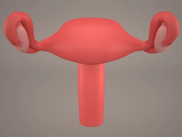 ovaries 3D Model .c4d .max .obj .3ds .fbx .stl .blend 