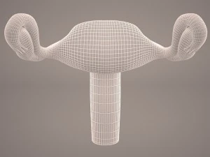 ovaries 3D Model