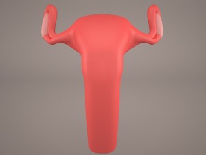 ovaries 3D Модель