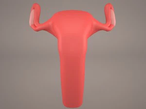 ovaries 3D Model