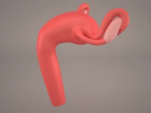 ovaries 3D Model