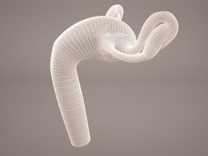 ovaries 3D Модель