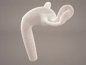 ovaries 3D Model